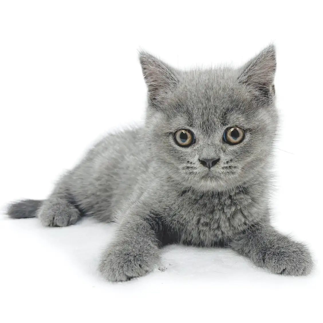 ブリティッシュショートヘア