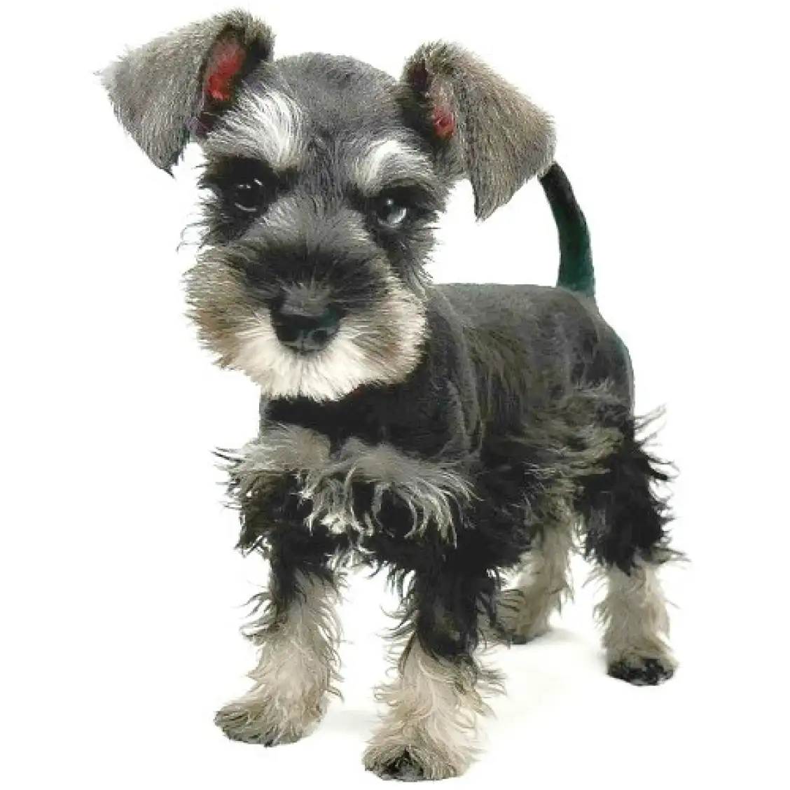 ミニチュア・シュナウザー