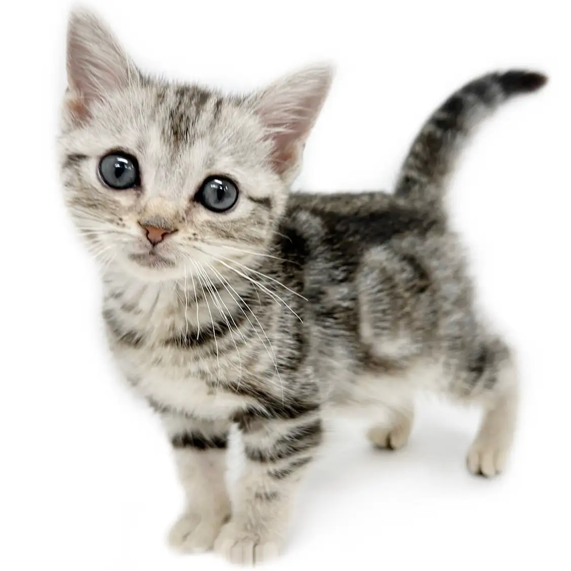 アメリカンショートヘア