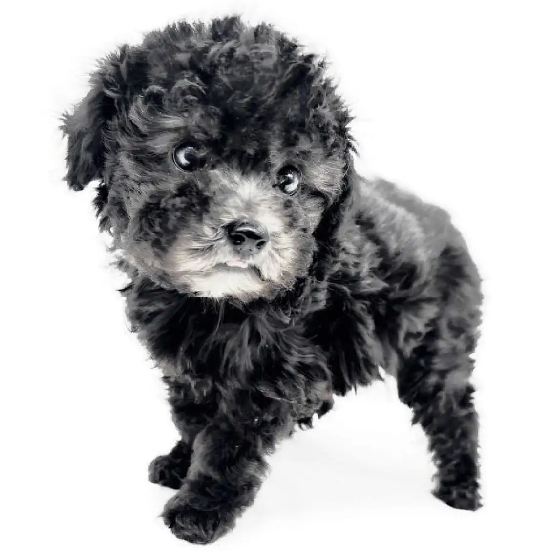 トイ・プードル