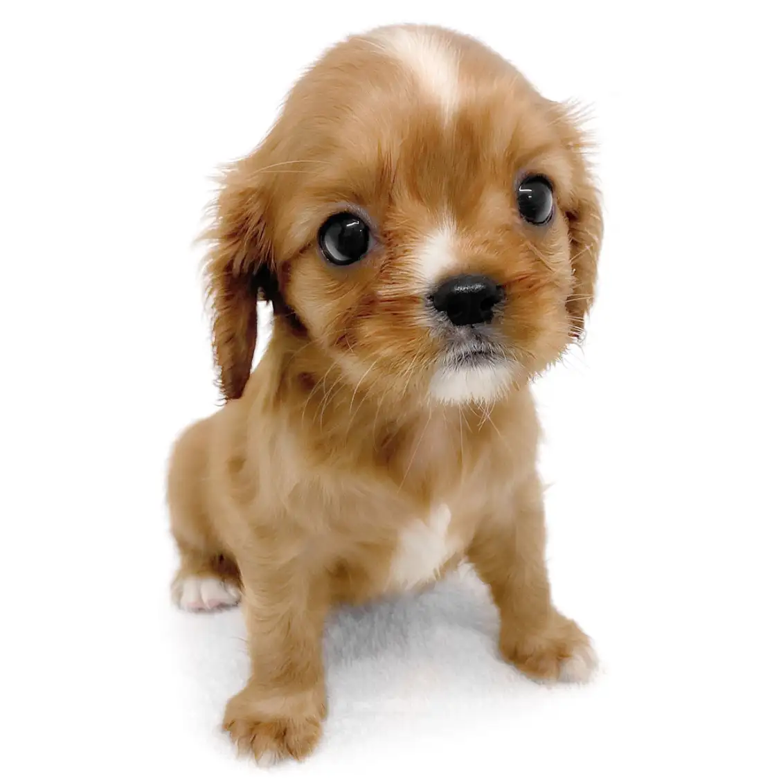 キャバリア・キングチャールズ・スパニエル