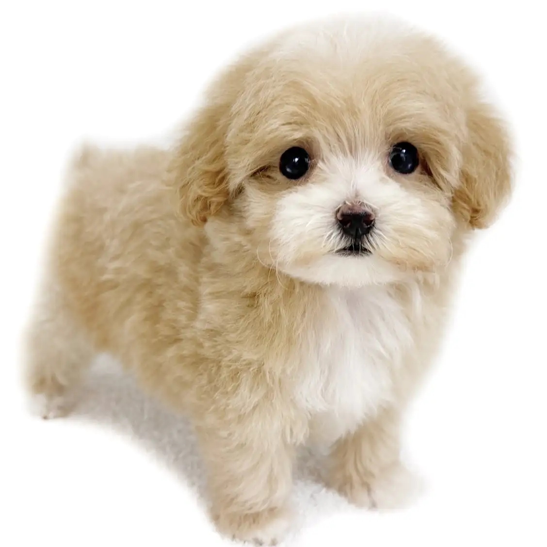 MIX(トイプードル×マルチーズ)