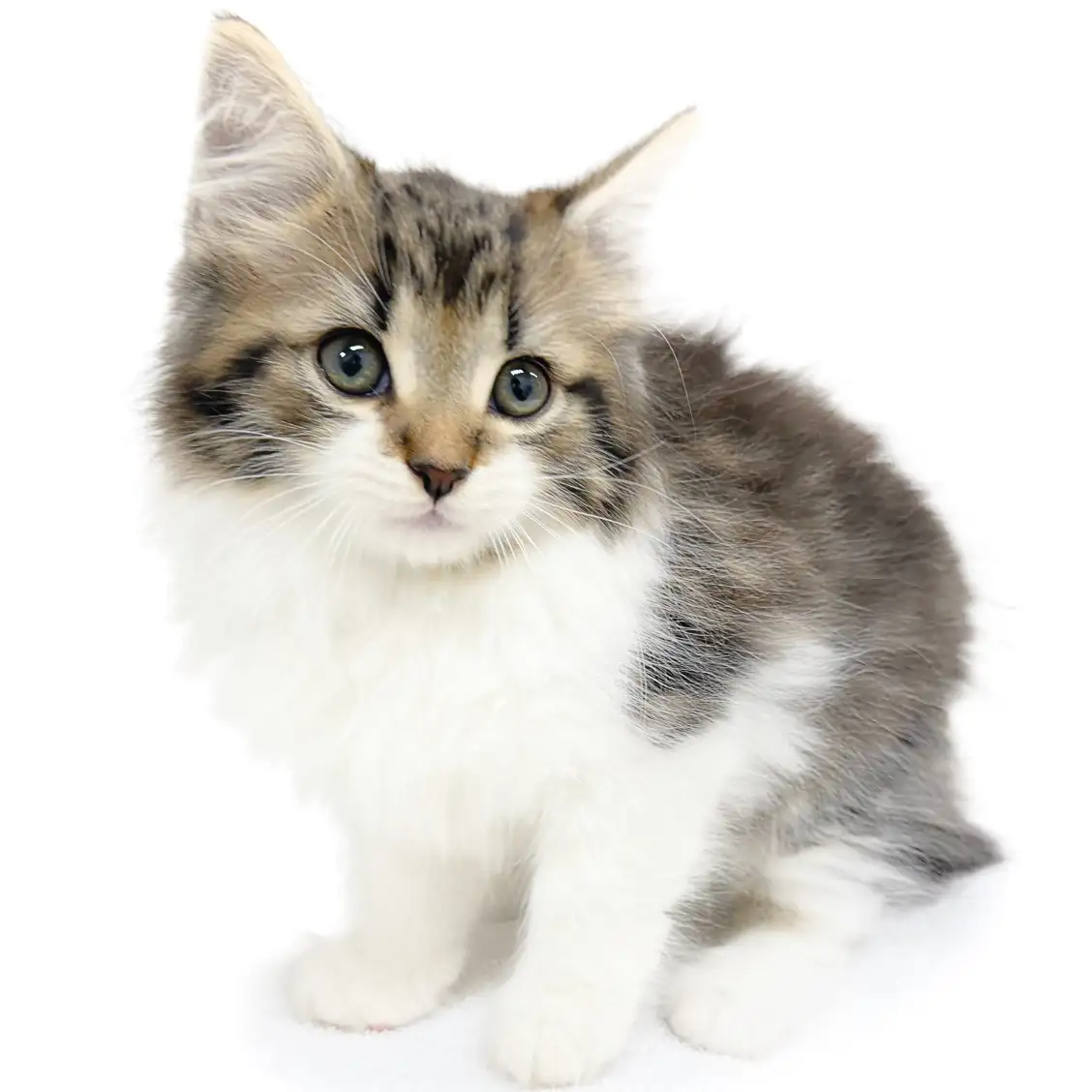 ノルウェージャンフォレストキャット