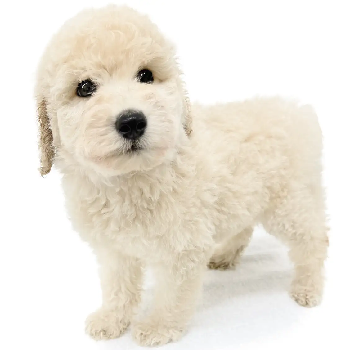 スタンダード・プードル