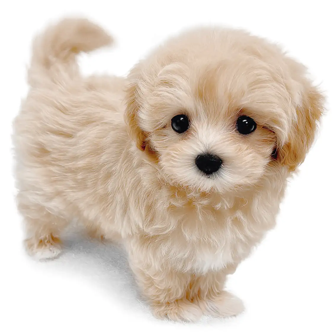 MIX(マルチーズ×トイプードル)