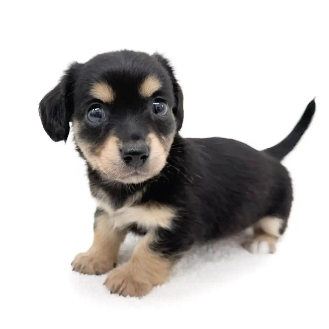 MIX(チワワ×ミニチュアダックスフント)