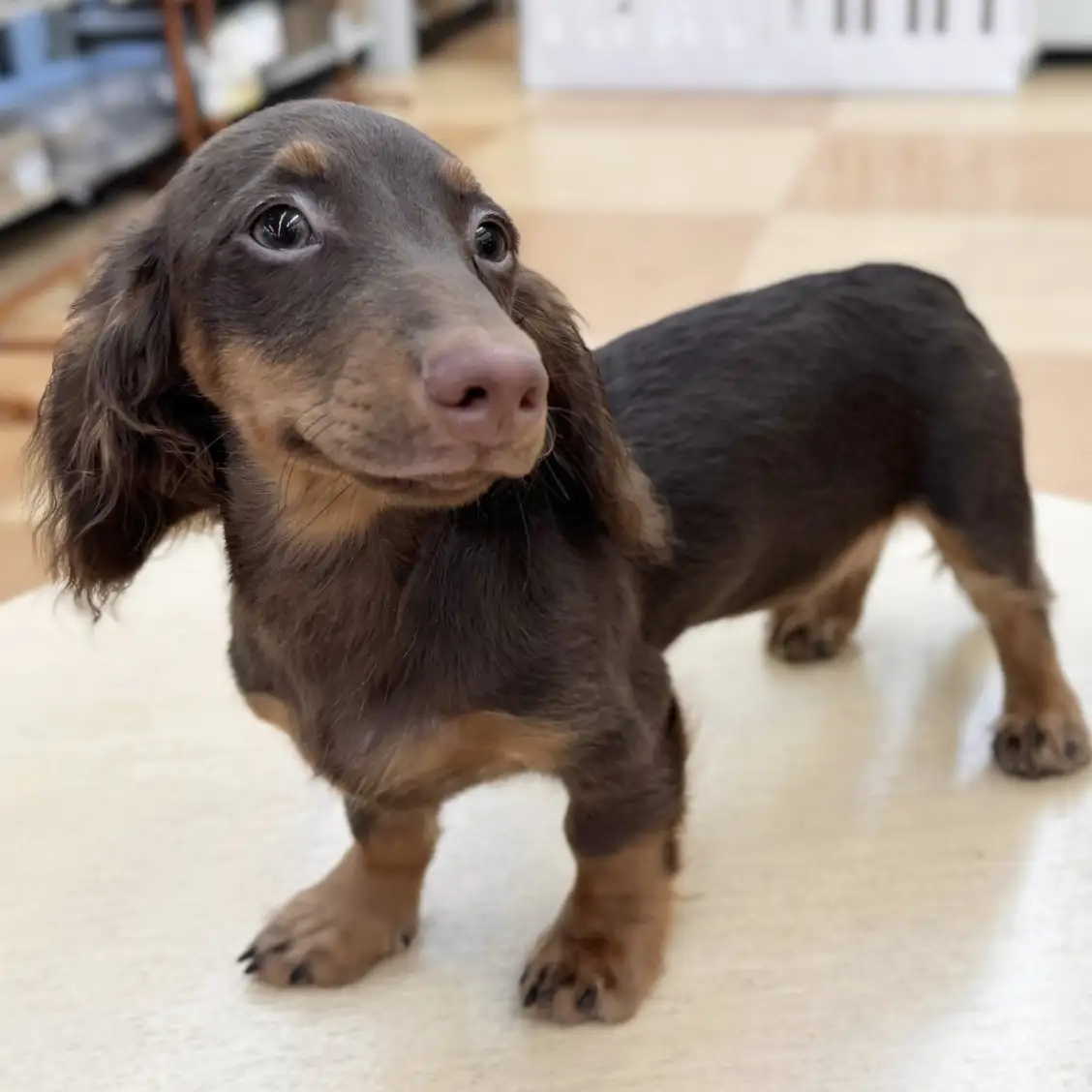 ミニチュア・ダックスフント