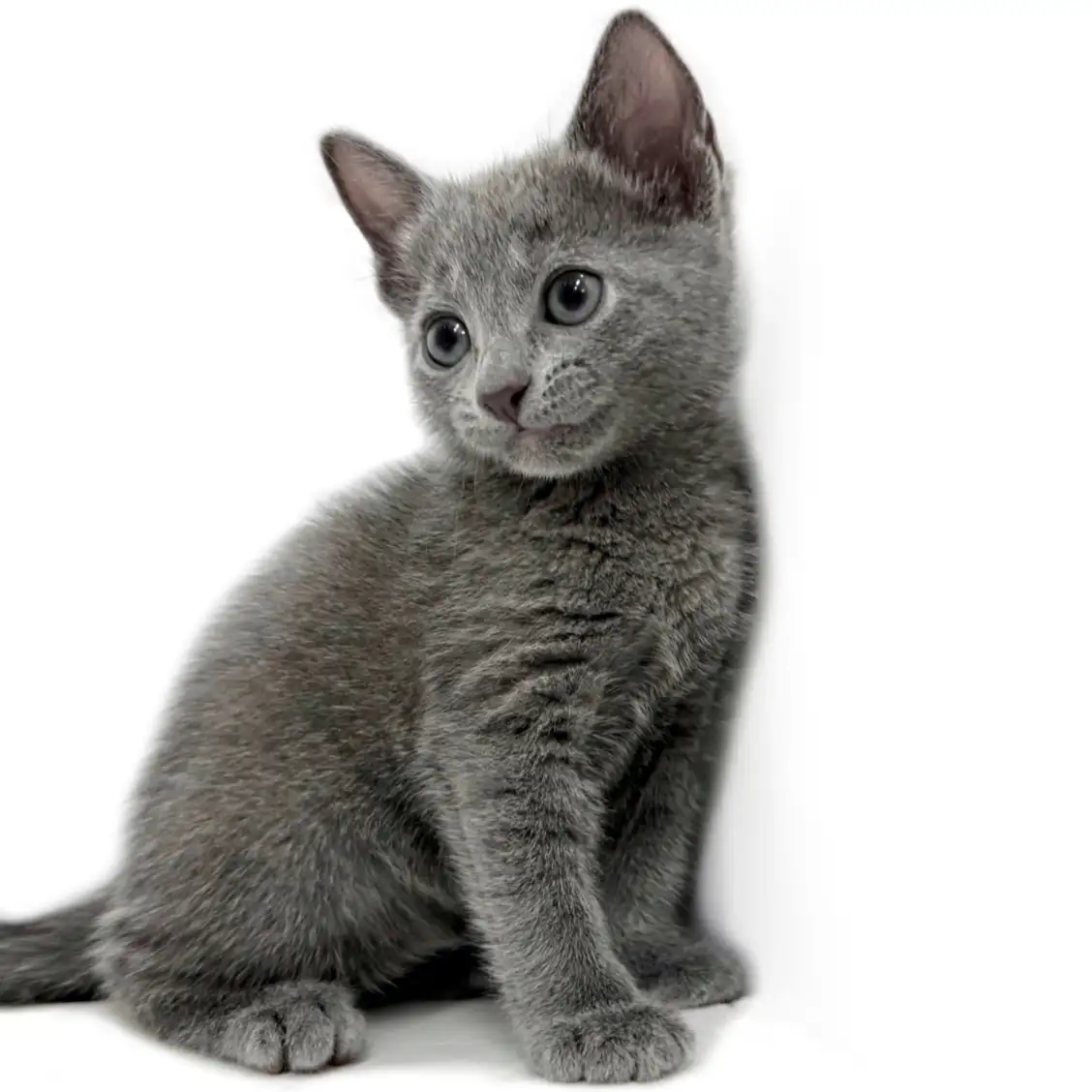 ロシアンブルー