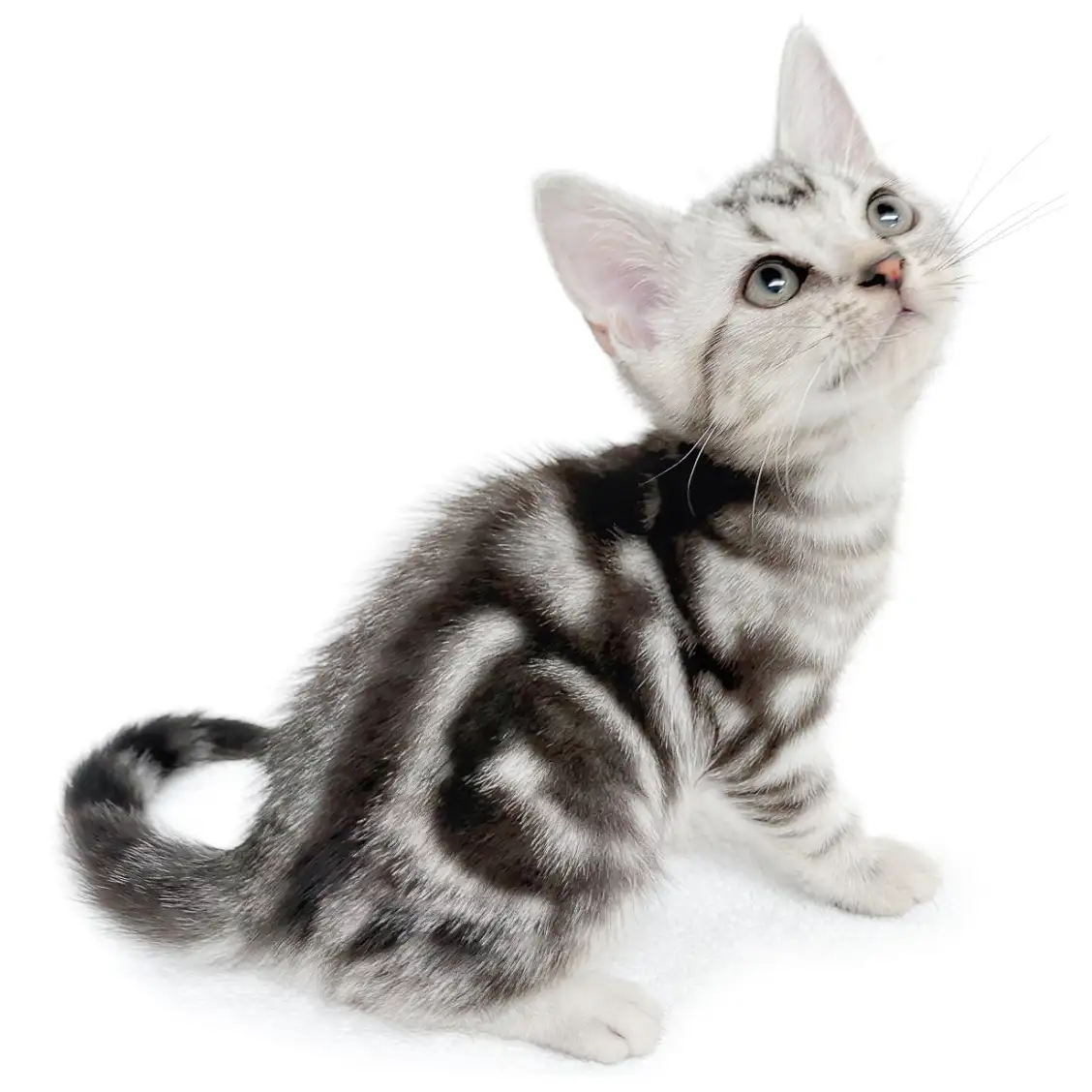 アメリカンショートヘア