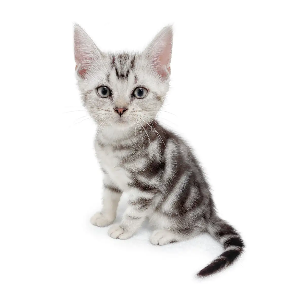 アメリカンショートヘア