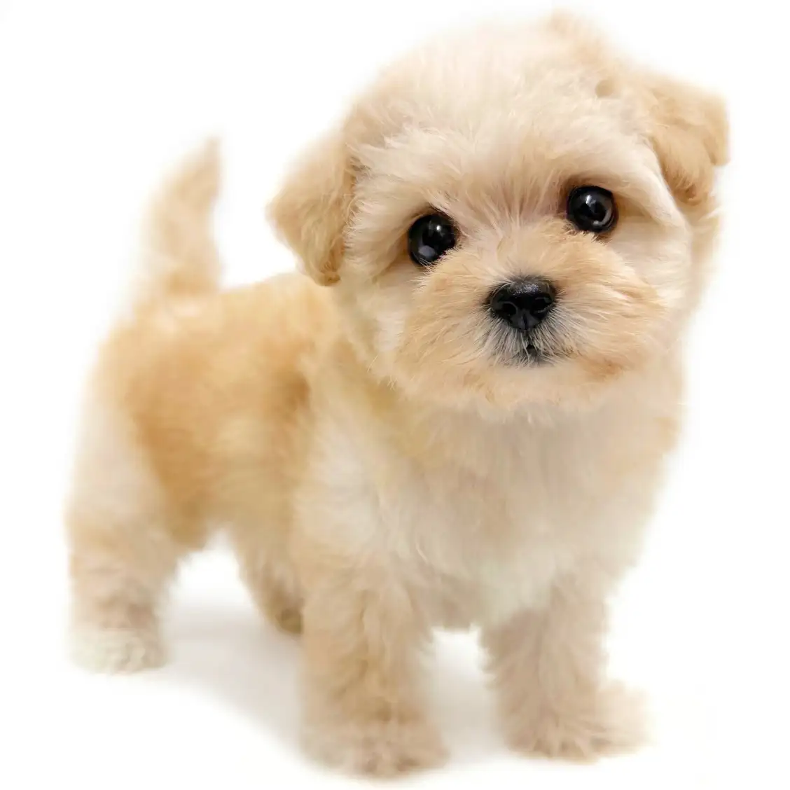 MIX(チワワ×トイプードル)