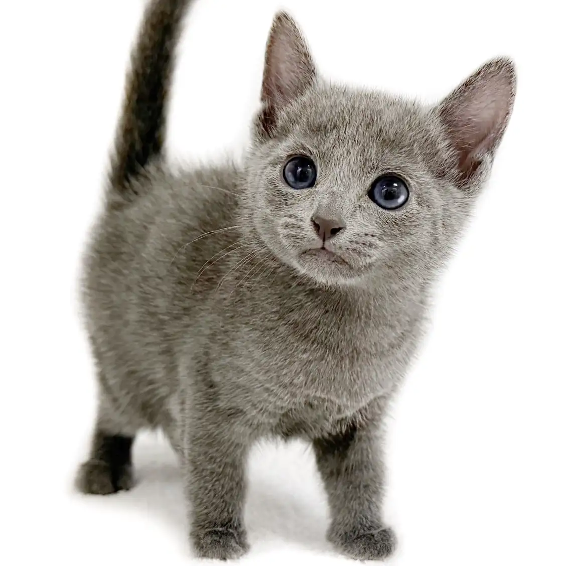 ロシアンブルー