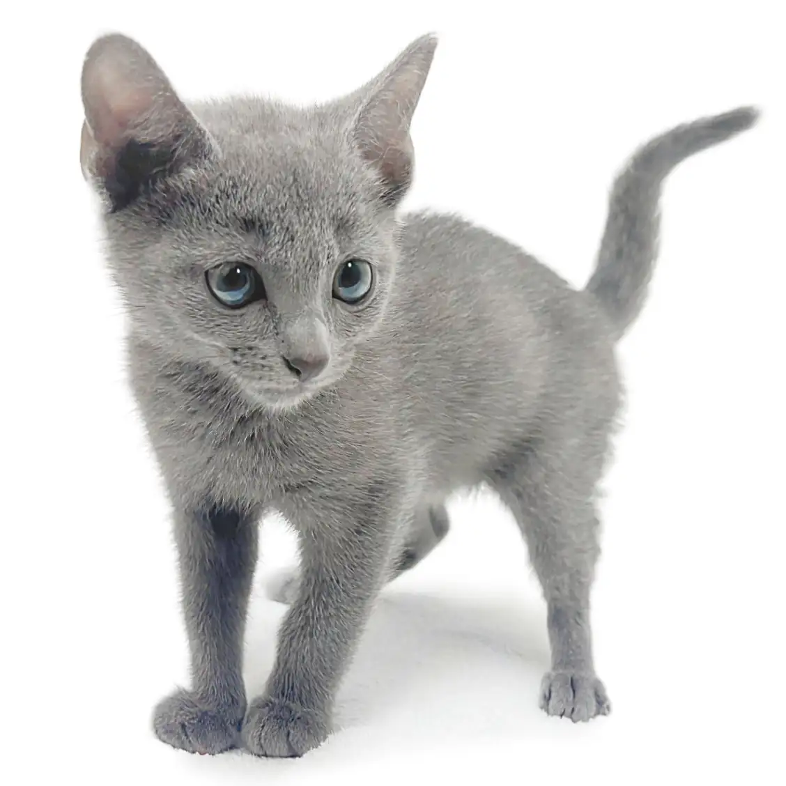 ロシアンブルー