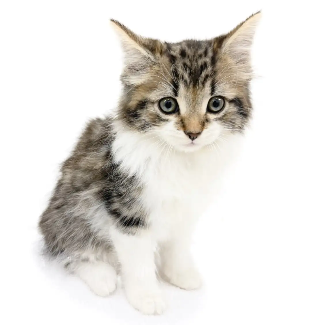 ノルウェージャンフォレストキャット