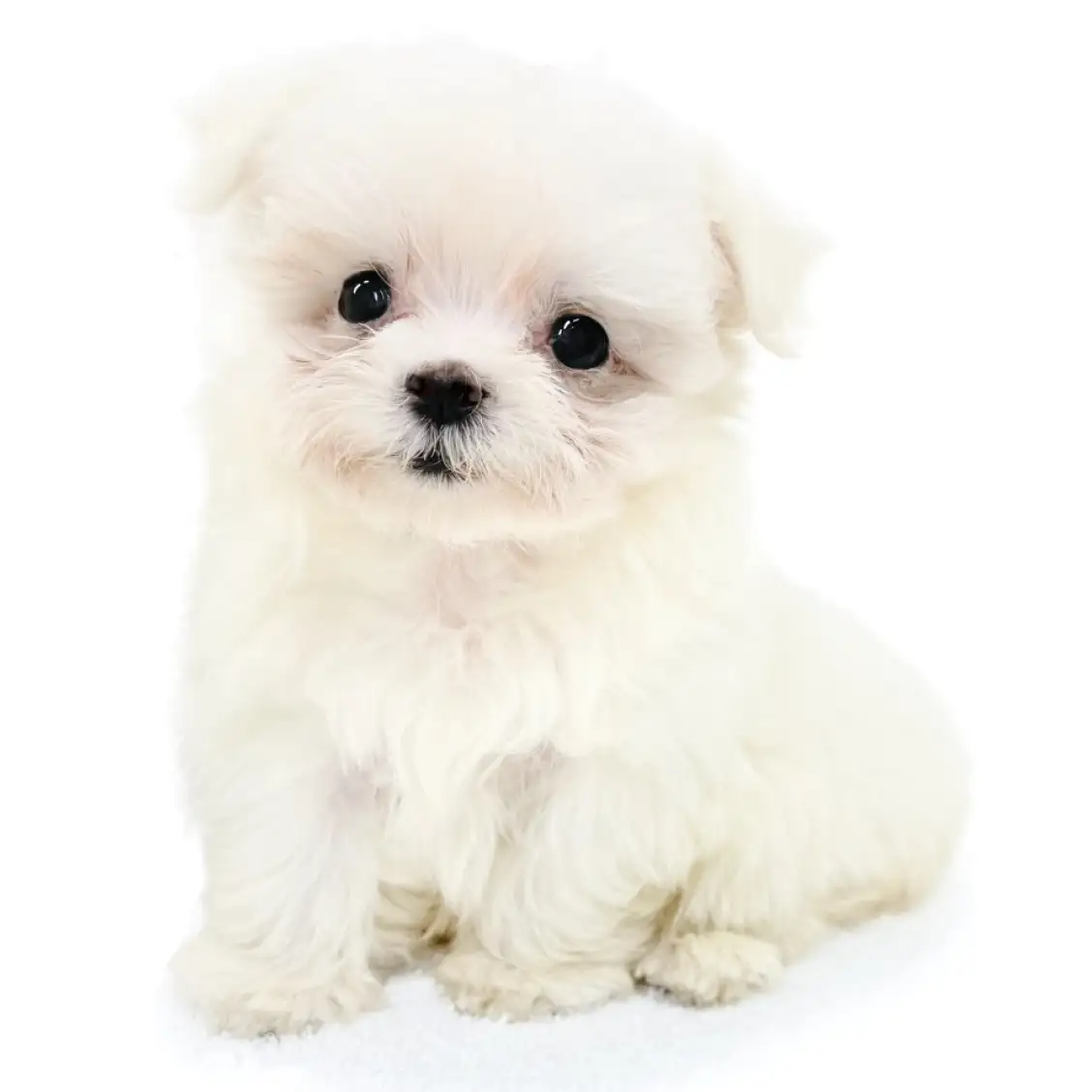 MIX(チワワ×マルチーズ)