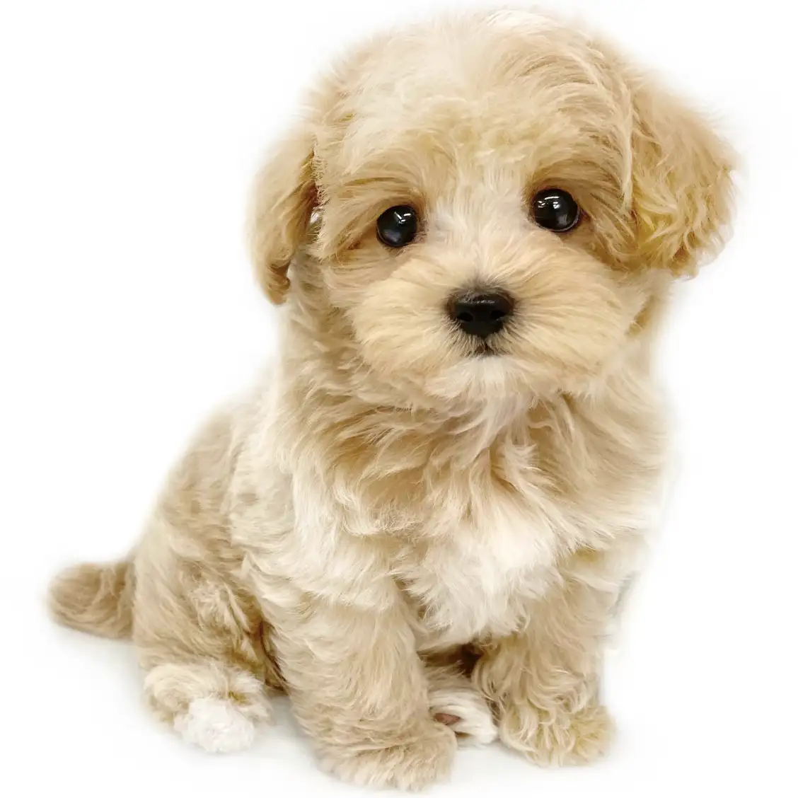 MIX(マルチーズ×トイプードル)