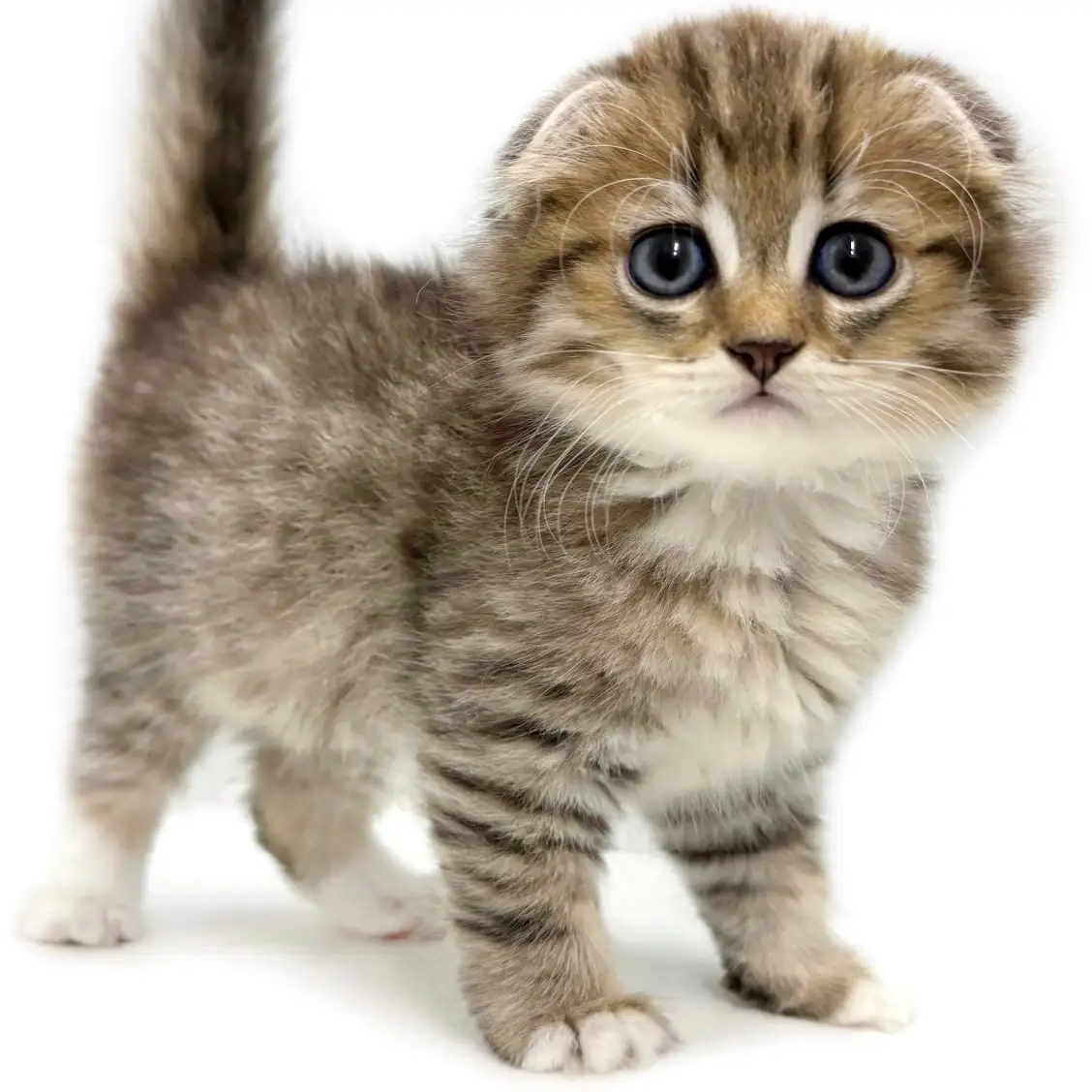 スコティッシュフォールド