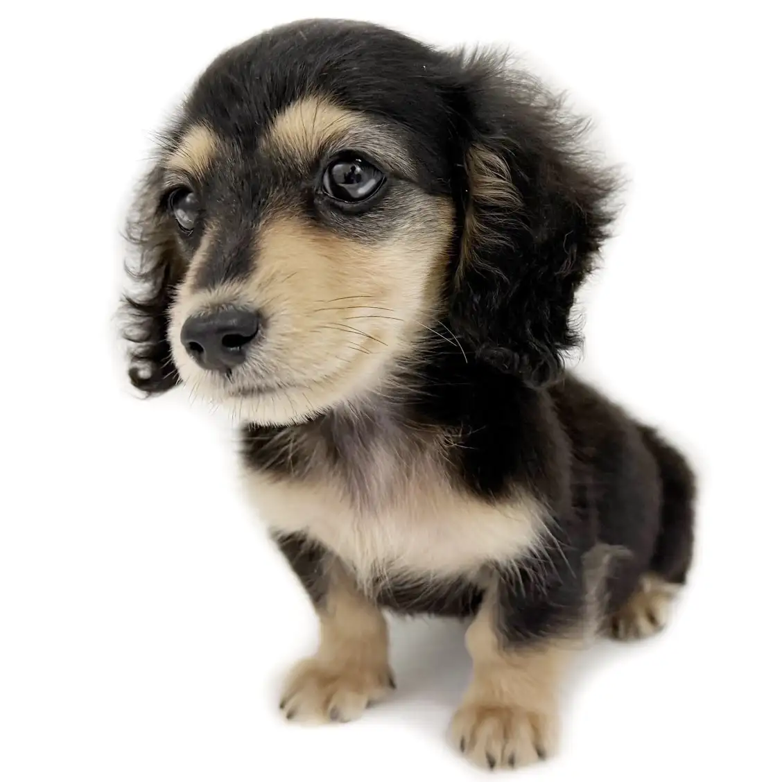 ミニチュア・ダックスフント