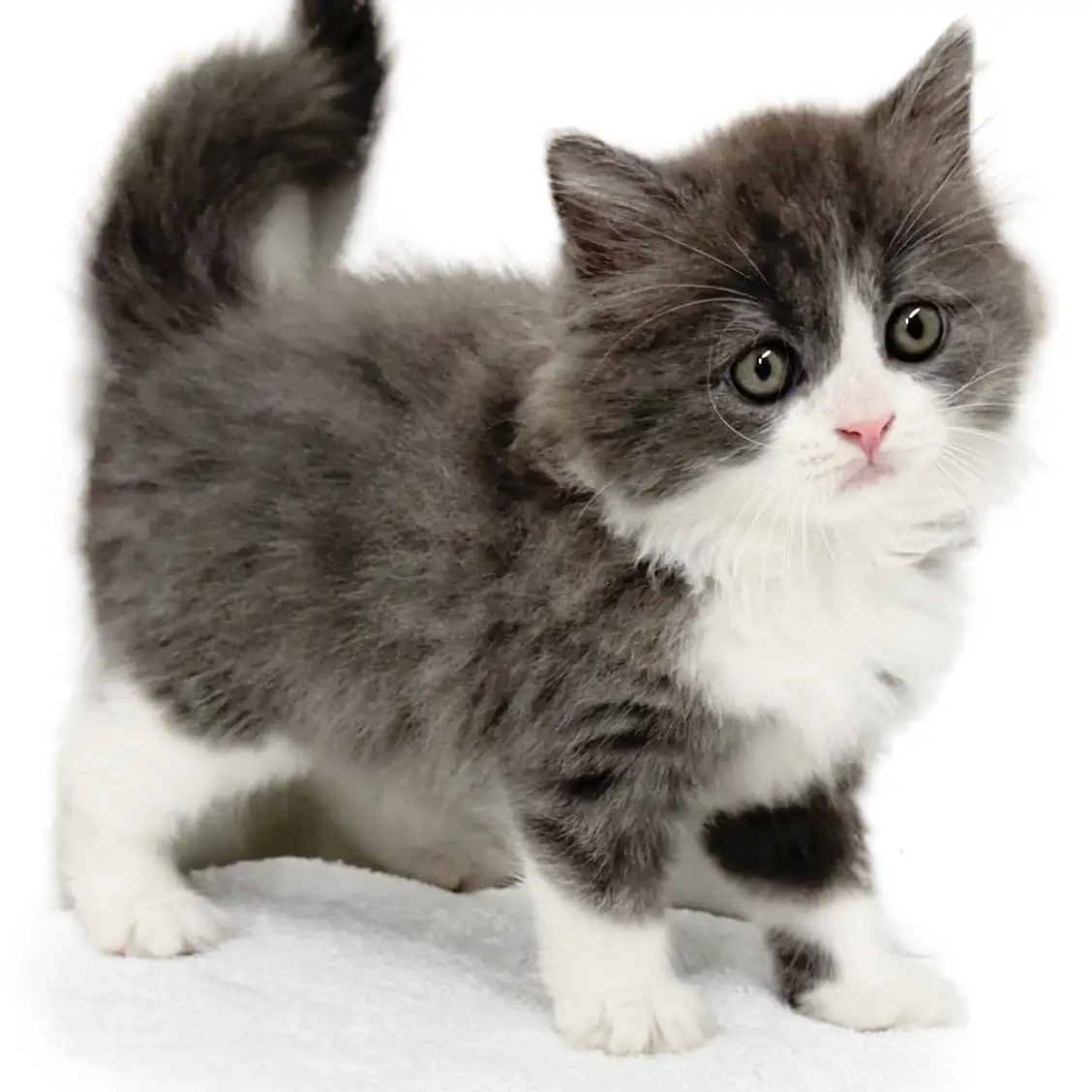 ブリティッシュロングヘア