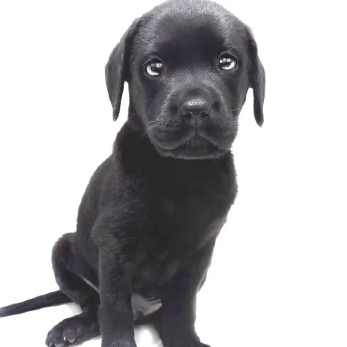 ラブラドールレトリバー