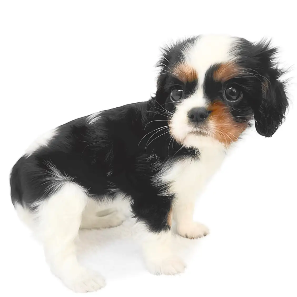 キャバリア・キングチャールズ・スパニエル