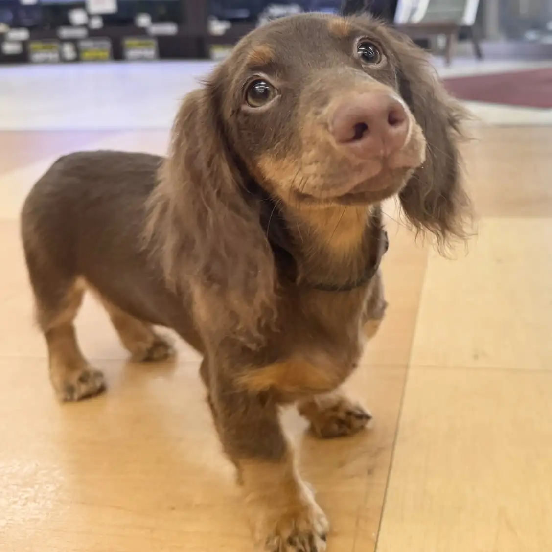 ミニチュア・ダックスフント