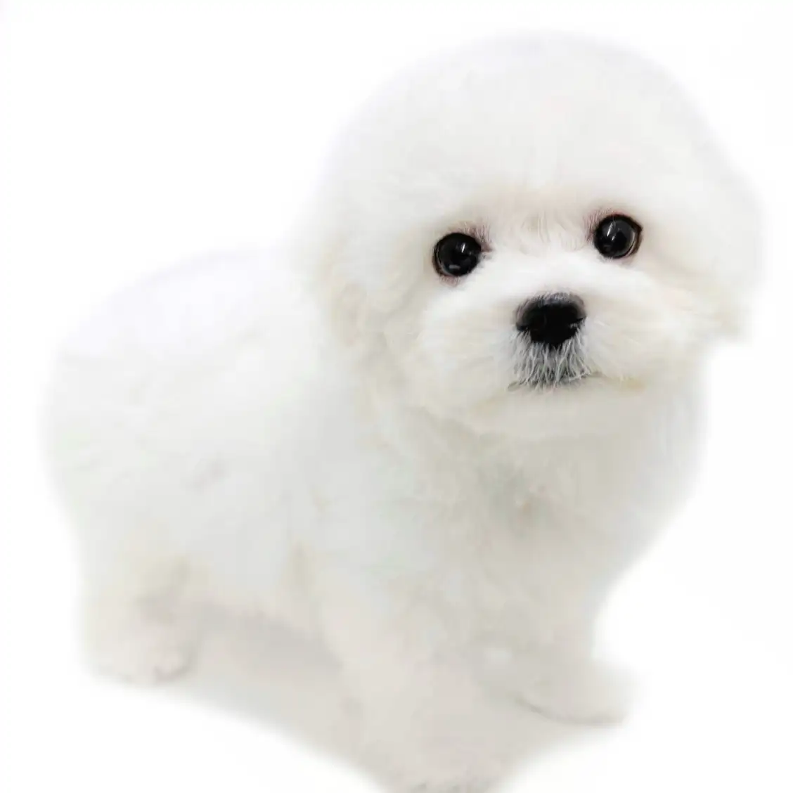 ビションフリーゼ