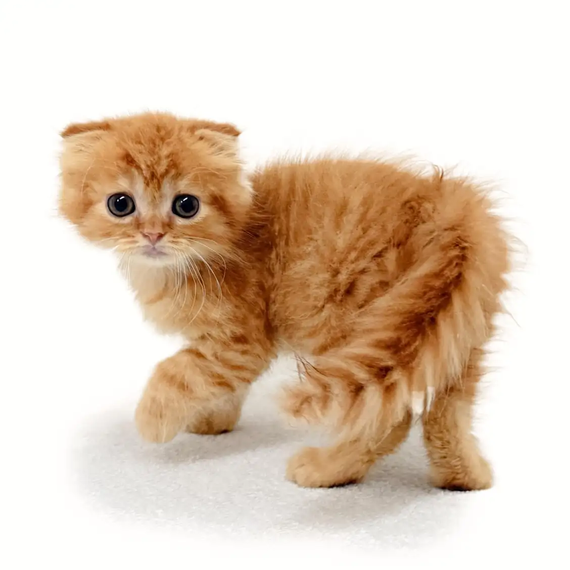 スコティッシュフォールド