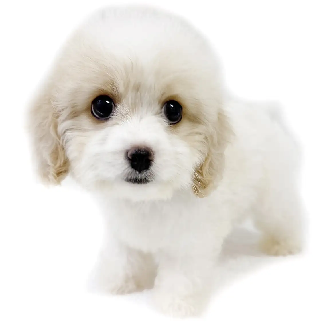 MIX(キャバリアキングチャールズスパニエル×ビションフリーゼ)