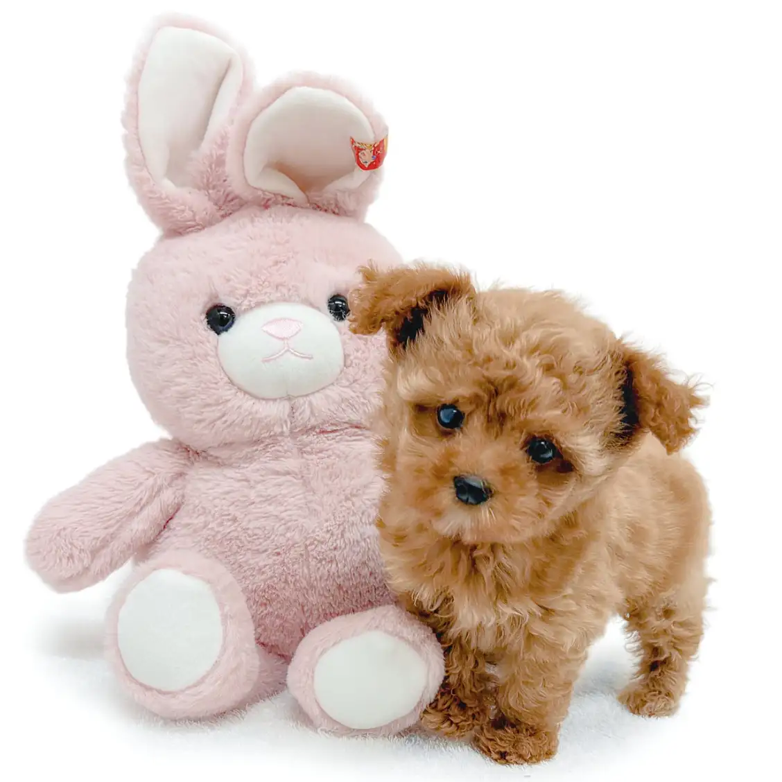 MIX（トイプードル×マルチーズ）