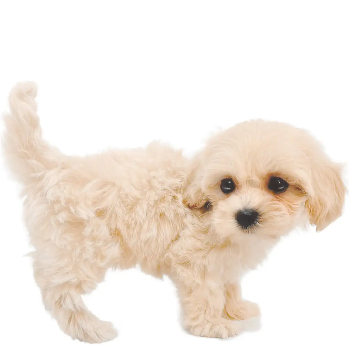 MIX（マルチーズ×トイプードル）