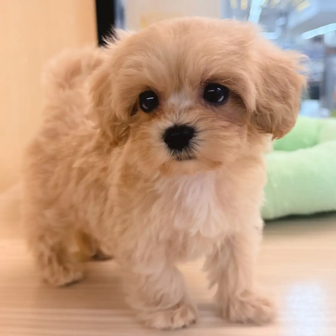 MIX（マルチーズ×トイプードル）