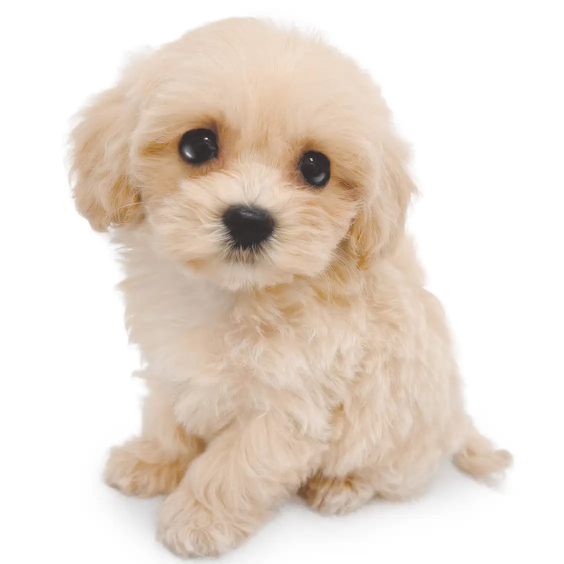 MIX（マルチーズ×トイプードル）