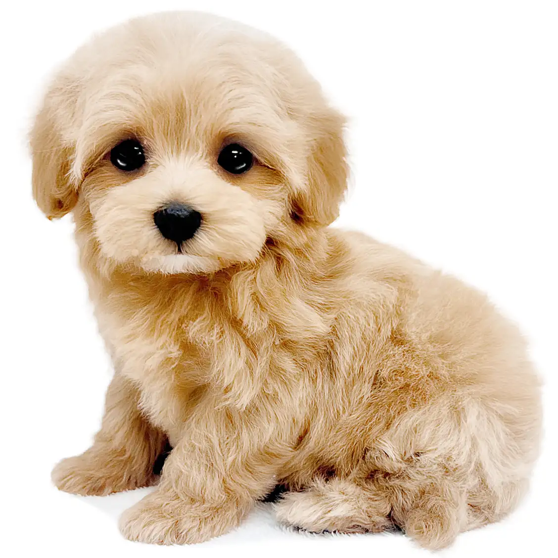 MIX(マルチーズ×トイプードル)