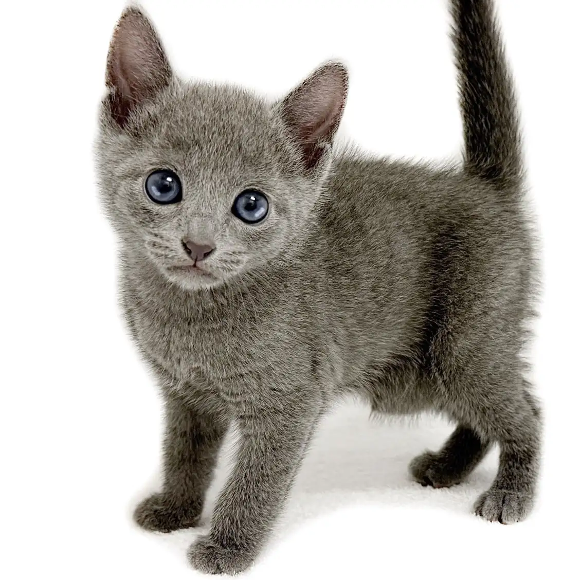 ロシアンブルー