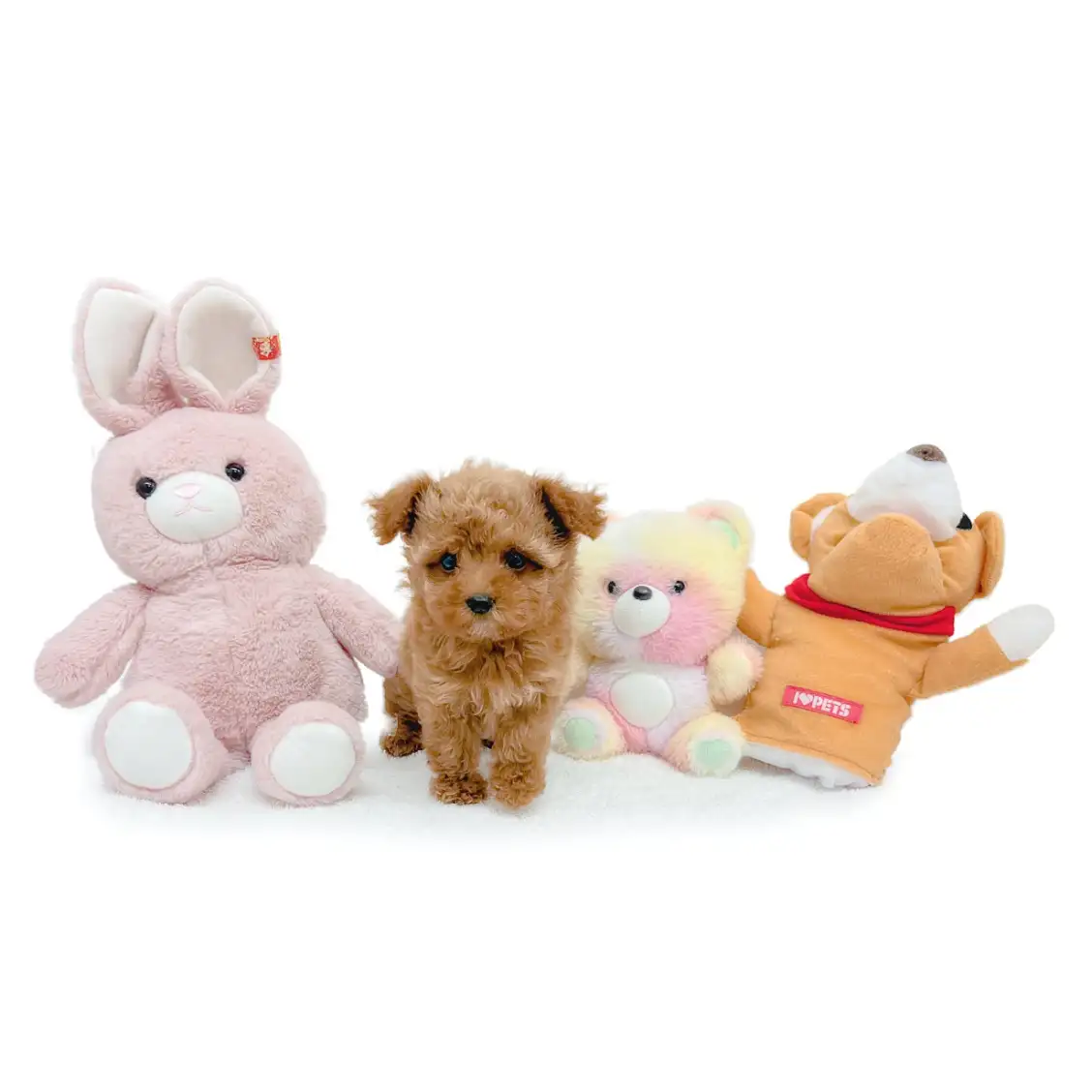 MIX（トイプードル×マルチーズ）