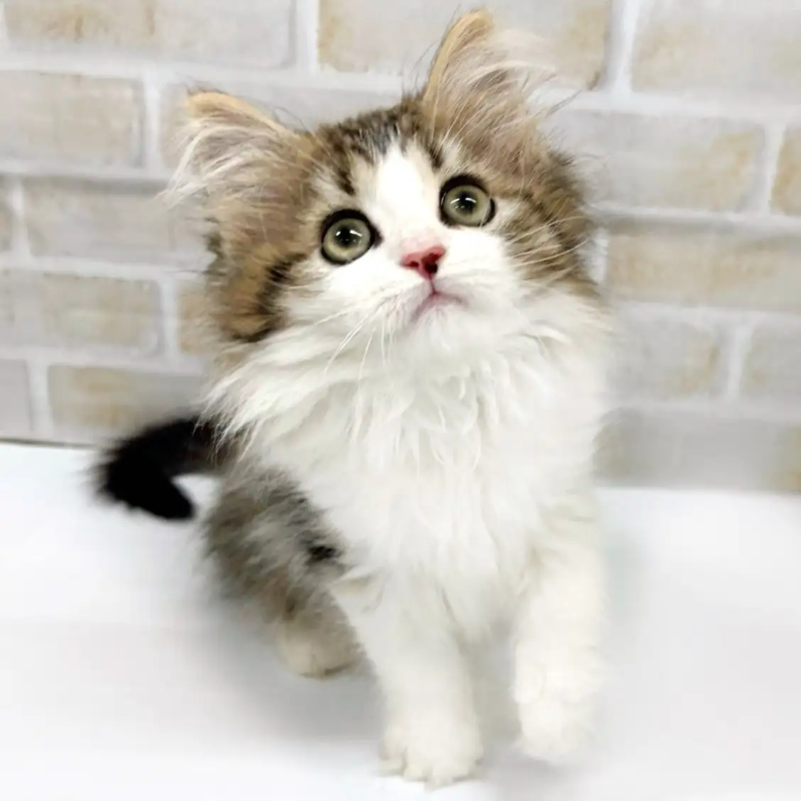 ノルウェージャンフォレストキャット