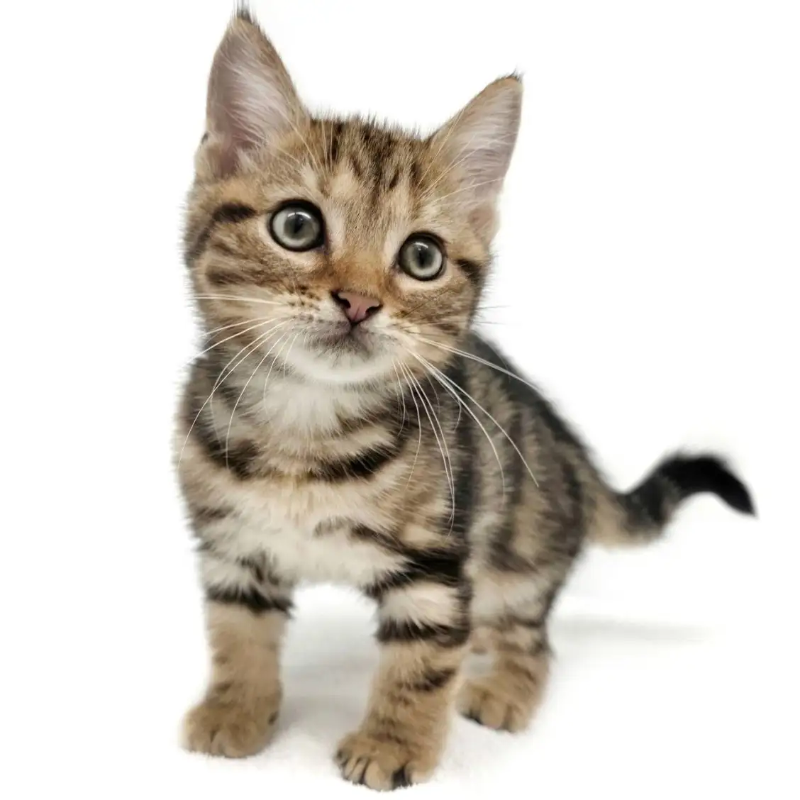 アメリカンショートヘア