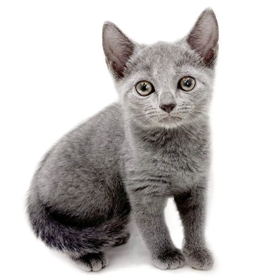 ロシアンブルー