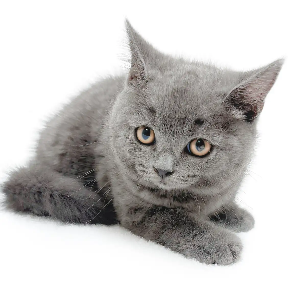 ブリティッシュショートヘア