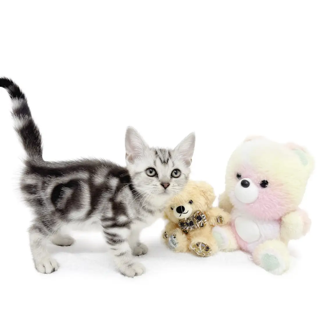 アメリカンショートヘア