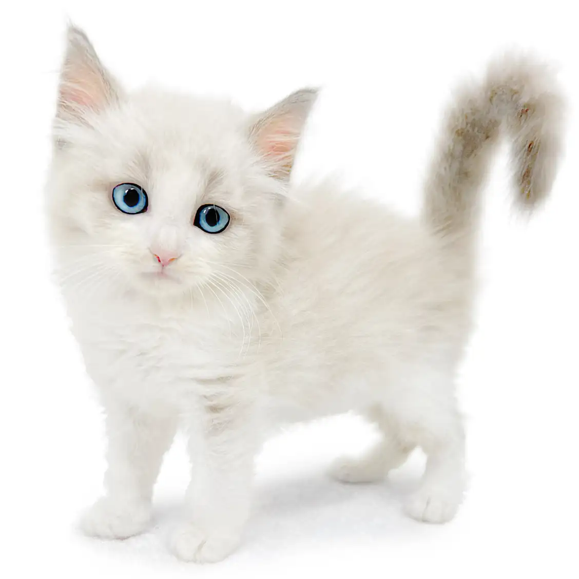 ネヴァマスカレード