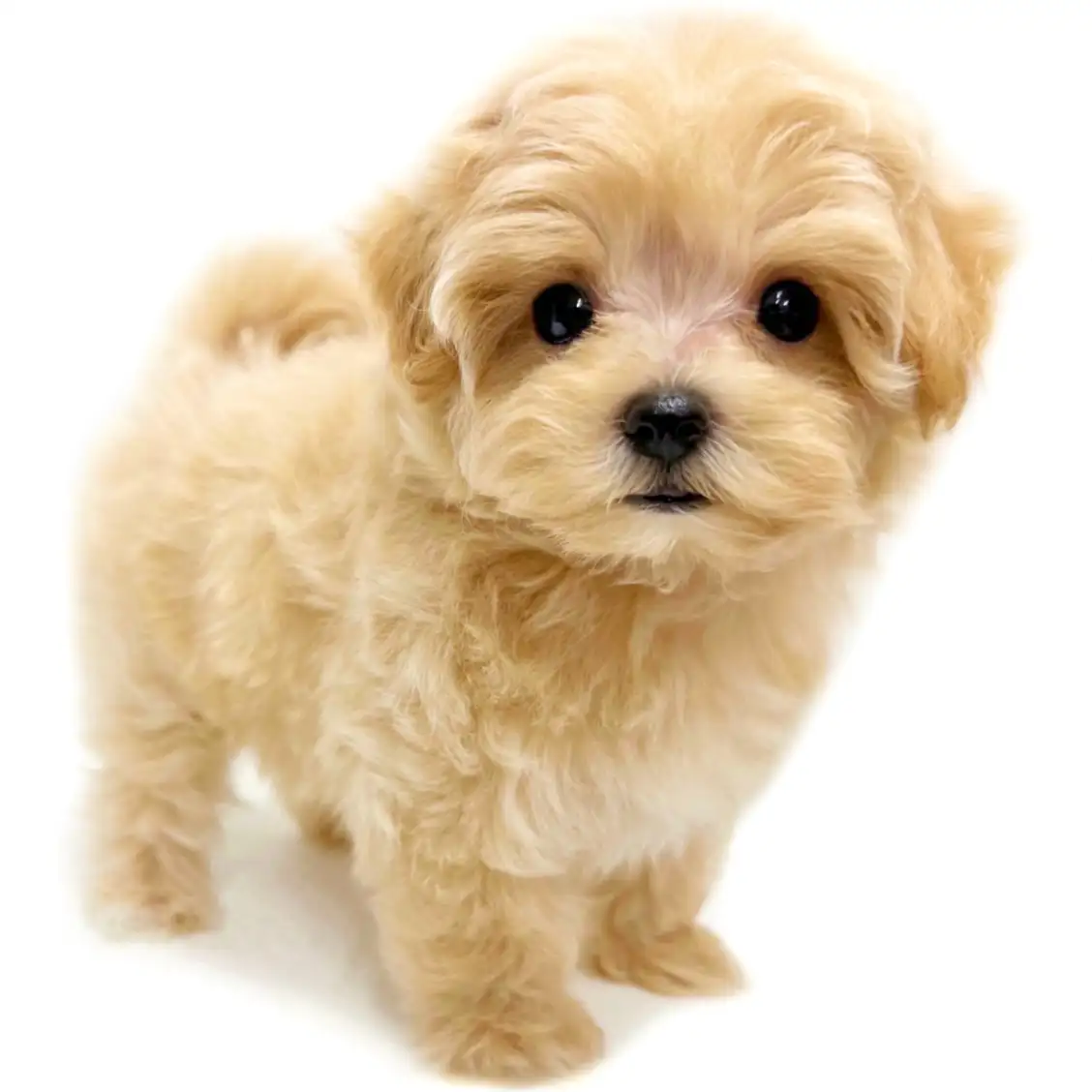 MIX(マルチーズ×トイプードル)