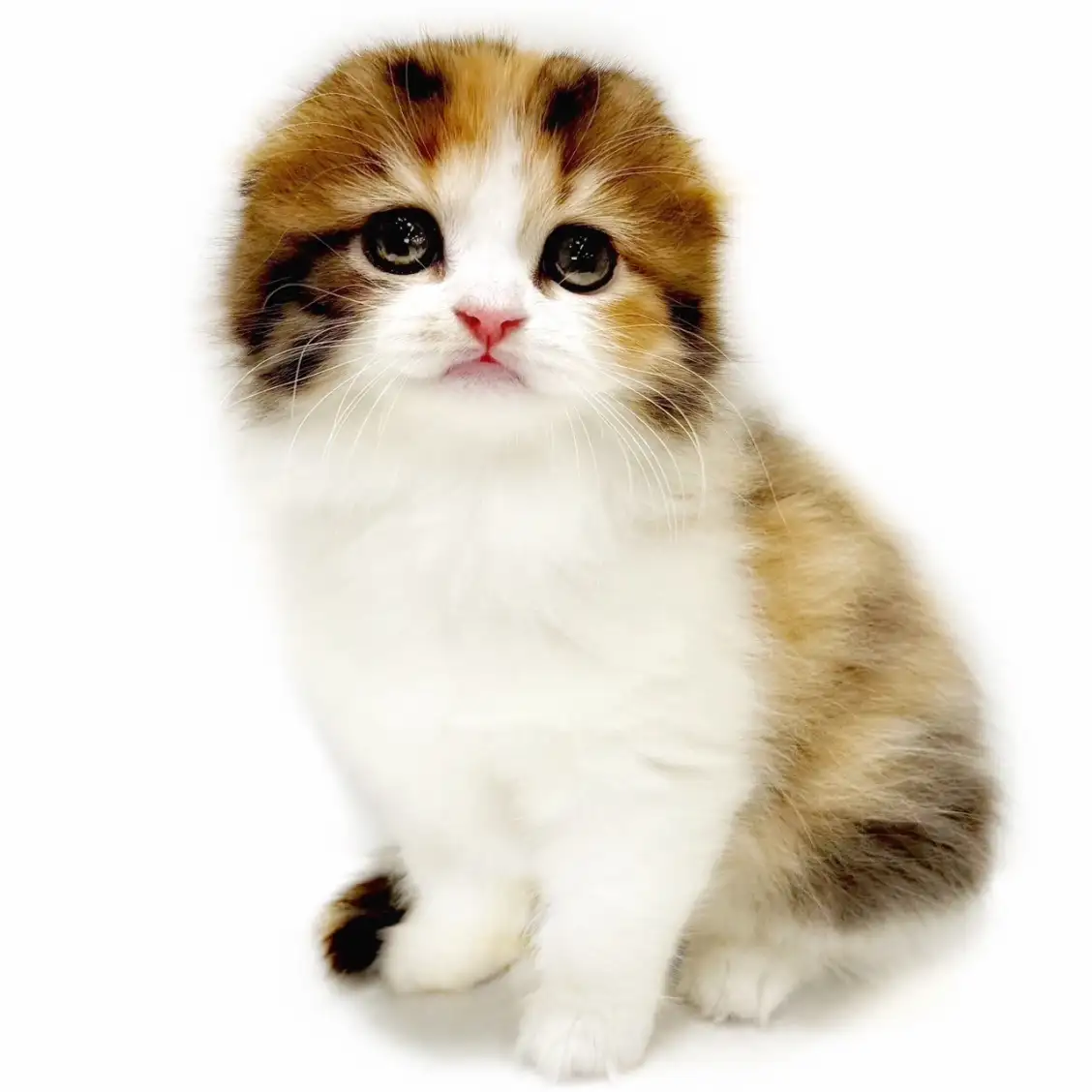 スコティッシュフォールド