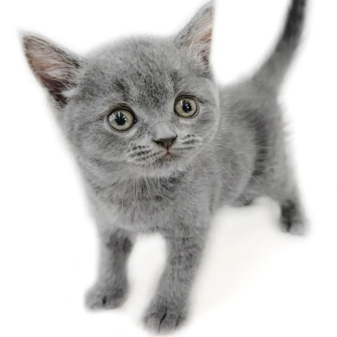 ブリティッシュショートヘア