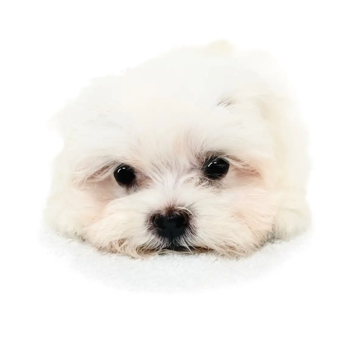 MIX(チワワ×マルチーズ)