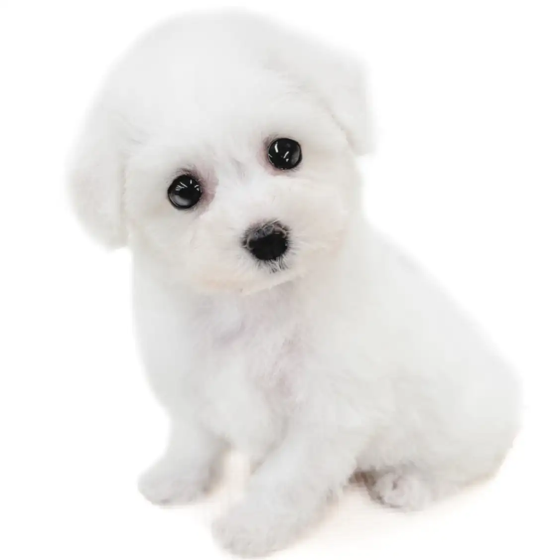 ビションフリーゼ