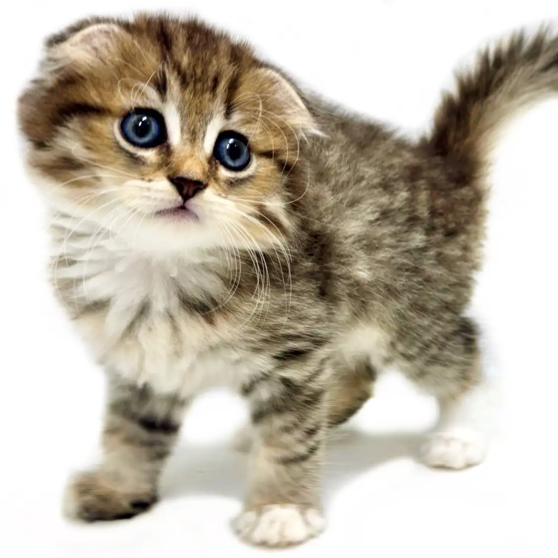 スコティッシュフォールド