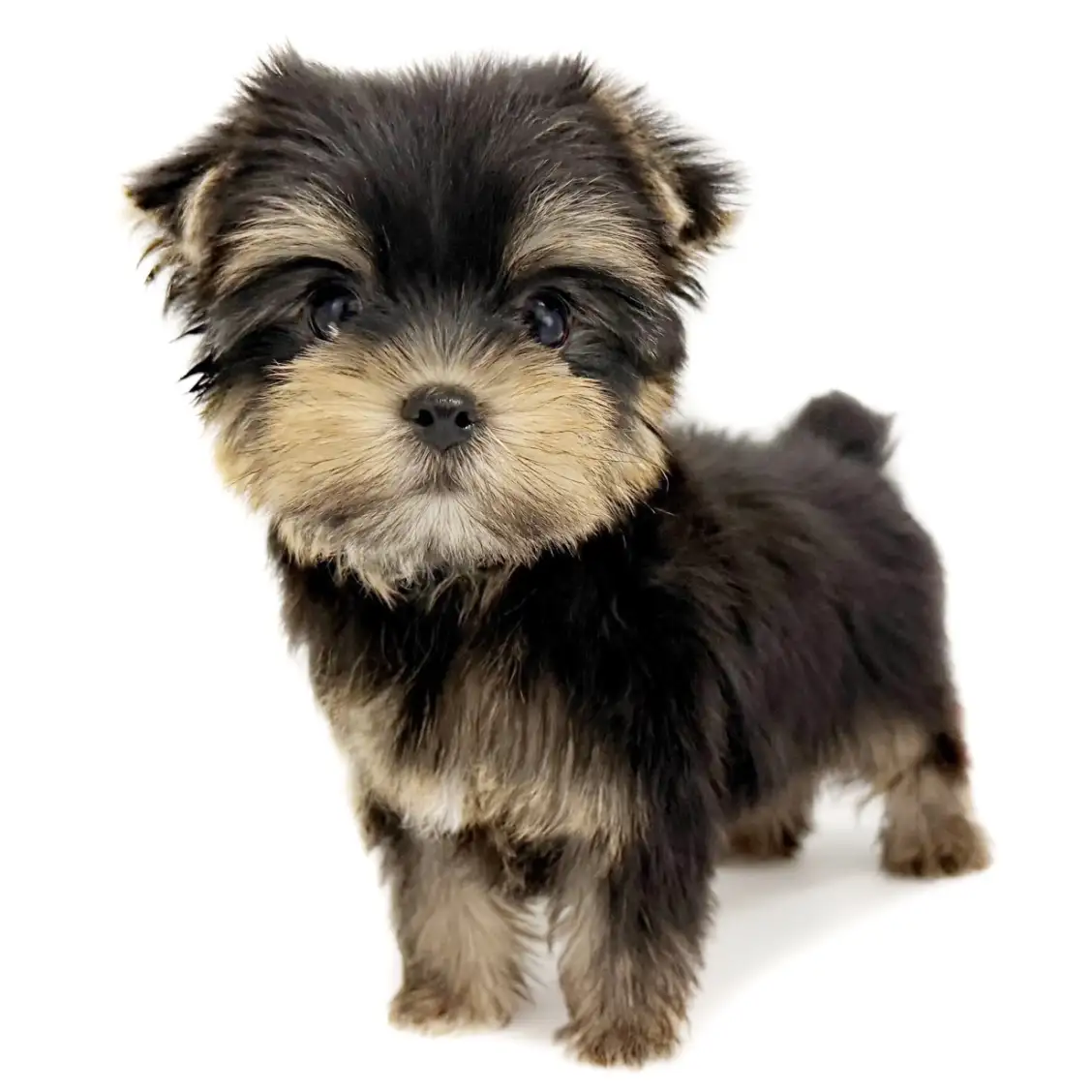 ヨークシャーテリア