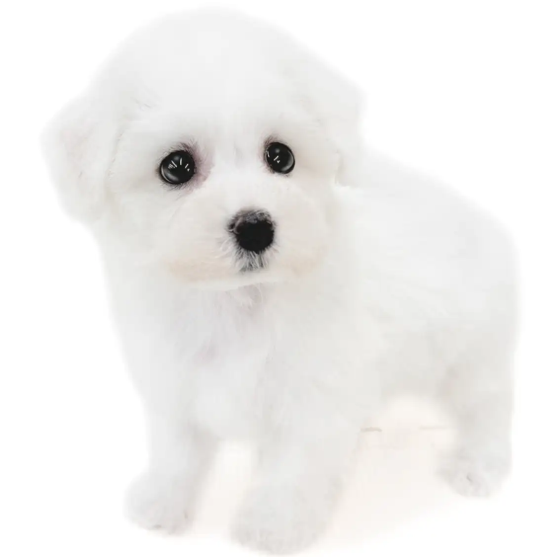 ビションフリーゼ